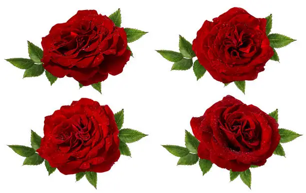 Fresh beautiful red rose with dewdrops isolated on white background with clipping path