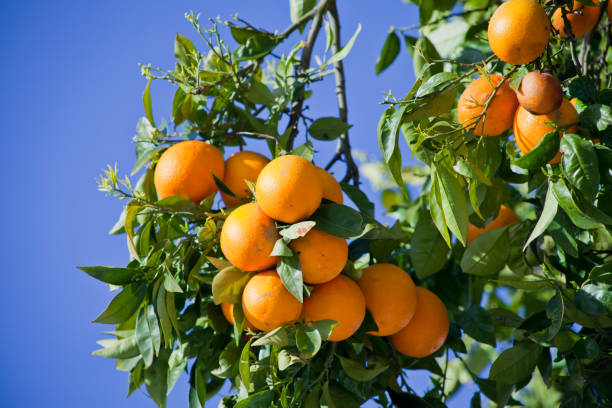 istock Orange trees with ripe delicious fruit -  food crop, permaculture. 1130938596