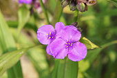 Tradescantia concord grape or  spiderworts violet flowers with green background