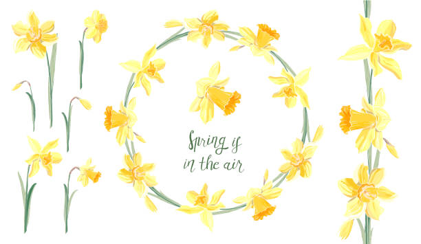 ilustraciones, imágenes clip art, dibujos animados e iconos de stock de vector stock conjunto floral de pincel de flores de la primavera narcissuses y guirnalda hermosa. - daffodil stem yellow spring