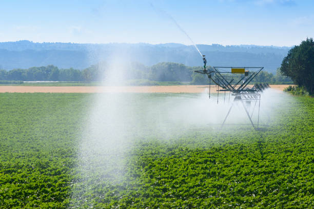 istock Irrigation system watering sunflower field 1130941024