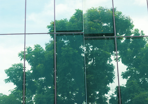 reflection of trees on glass of building, shadow of trees, Reflections background