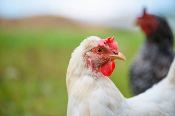 istock Egg-laying grass fed hen chicken on the meadow 1130941351