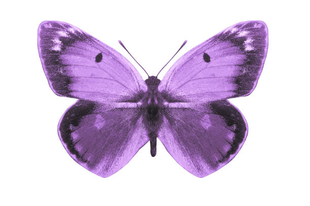 istock tropical purple butterfly. isolated on white background 1130941513