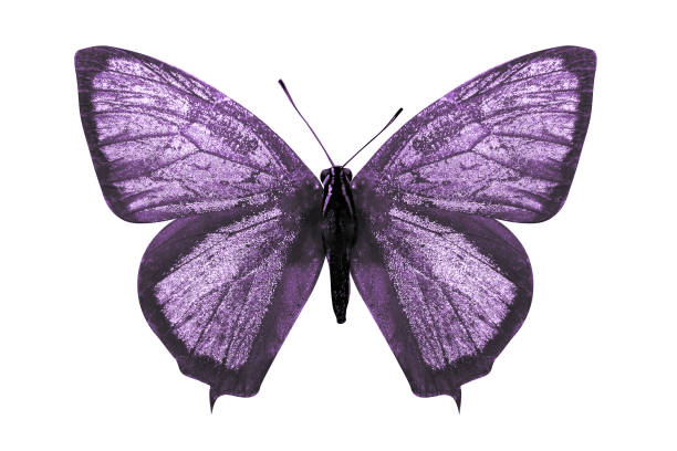 istock tropical purple butterfly. isolated on white background 1130941705