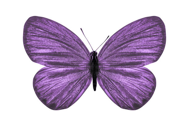 istock tropical purple butterfly. isolated on white background 1130941810