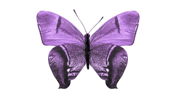 istock tropical purple butterfly. isolated on white background 1130942060