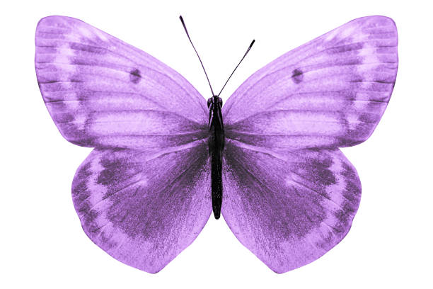 istock tropical purple butterfly. isolated on white background 1130942098