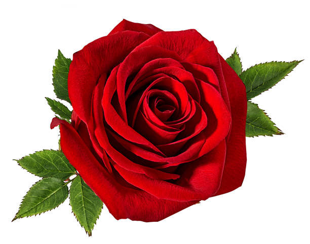 istock Beautiful red rose isolated on white background with clipping path 1130942699