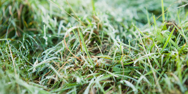 istock Spring grass in the meadows after rain -  natural colours delicate sunrise background for spring. Mountin dew after rain, frsh water drops on the grass. 1130943346