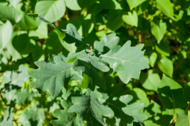 istock Oak green leaf background at summer forest in Finland. Natural texture. 1130943382