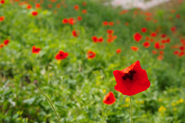 Red poppies in the field in a bright, sunny day in summer