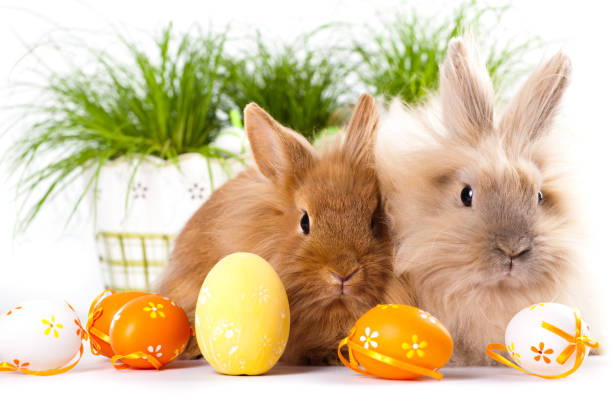 conejitos lindos con huevos de pascua - easter bunny fotografías e imágenes de stock