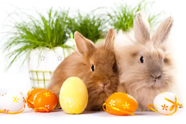 Photo of cute bunnies with easter eggs