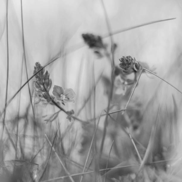 istock Blurry background by many wild flower  on morning on blurred nature.  macro. soft focus. shallow depth of field. Toned image black an white 1130944812