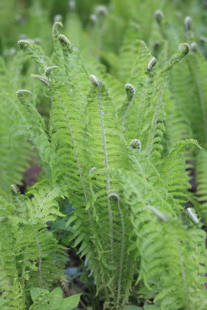 istock green fern at day 1130944923