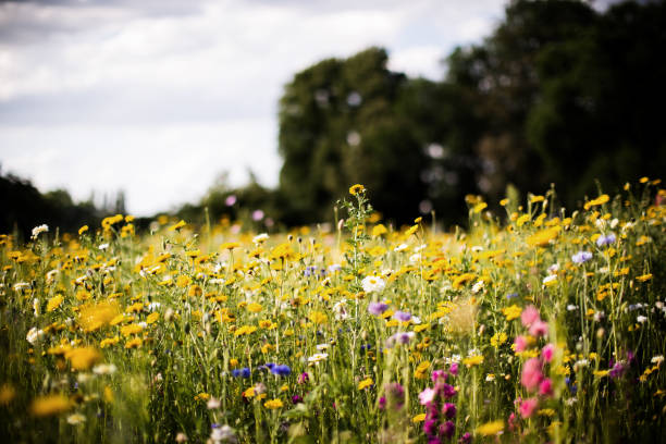 istock wild field of flowers 1130945904
