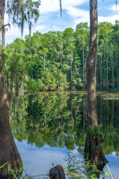 istock Reflections of a Cypress Swamp 1130946849