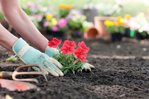 Woman outdoors and planting Petumia flowers