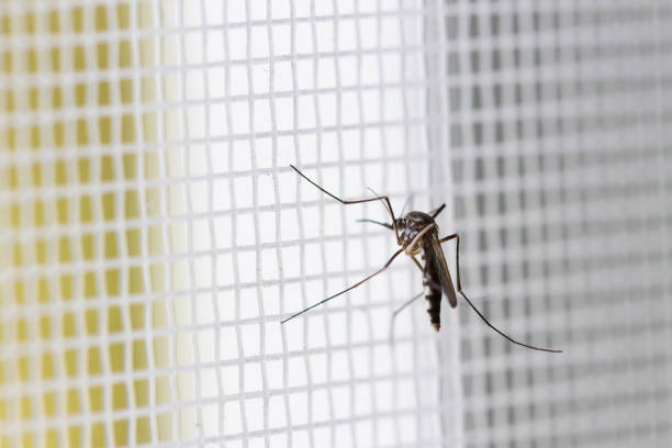 istock Aedes aegypti Mosquito on white mosquito wire mesh 1130947719