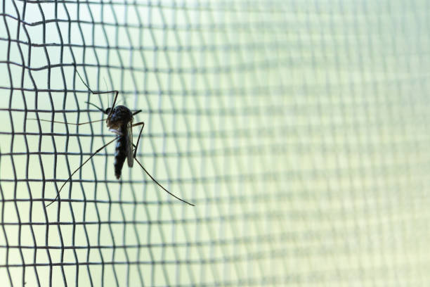 aedes aegypti zanzara su rete di filo di zanzara bianca - malaria parasite foto e immagini stock