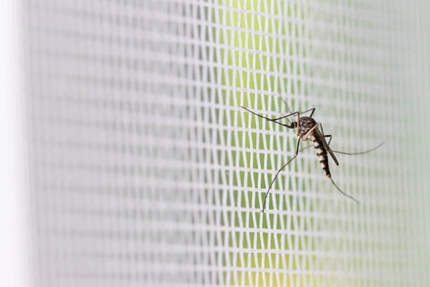 istock Aedes aegypti Mosquito on white mosquito wire mesh 1130947832
