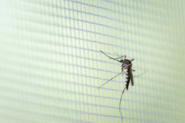 istock Aedes aegypti Mosquito on white mosquito wire mesh 1130947853