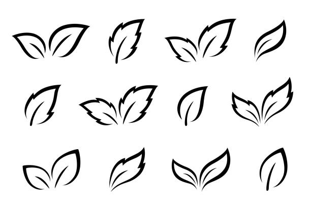 ilustraciones, imágenes clip art, dibujos animados e iconos de stock de conjunto de iconos de hojas - tea crop leaf freshness organic