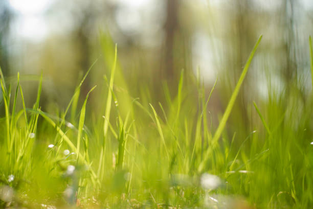 istock Nature blurred bokeh background. New spring grass on sunny light.  Defocus summer day. Springtime concept 1130951818