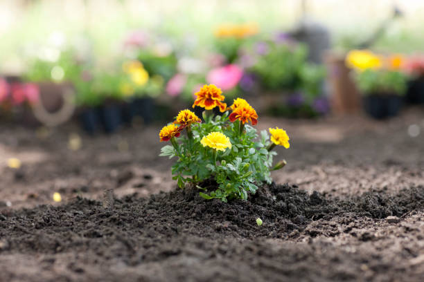 fiore di calendula in giardino - giardiniere di panorama foto e immagini stock