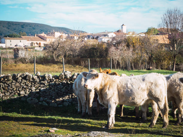 cows grazing in a rustic village in Toledo, Spain
