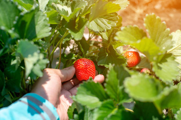 istock Hand holding Strawberry on the green leaf background 1130953189
