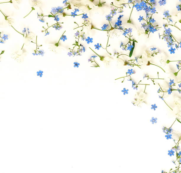 istock Floral pattern of a blue and white spring flowers on a white background. top view. flat lay.  Copy space 1130953837