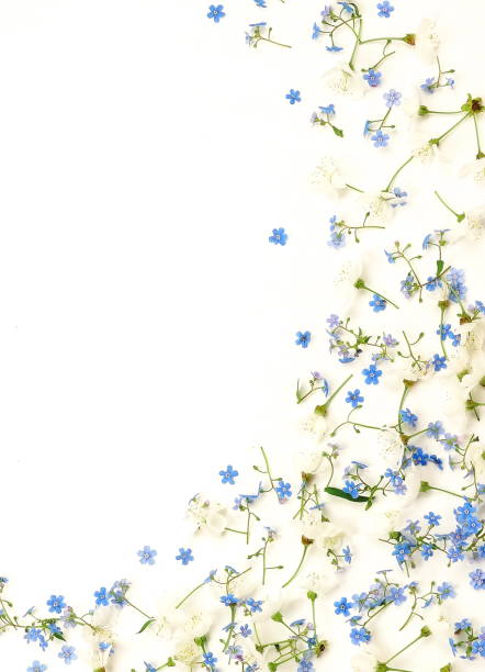 istock Floral pattern of a blue and white spring flowers on a white background. top view. flat lay.  Copy space 1130954400