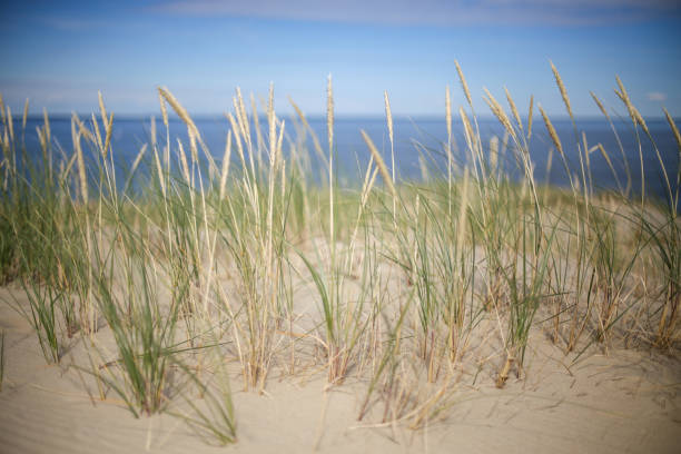 istock Agrostis capillaris (common bent) growing on Parnidis sand dune - popular tourist point in Lithuania. Located in Nida, in Curonian Spit land strip between curonian lagoon and baltic sea. Unesco site 1130955049