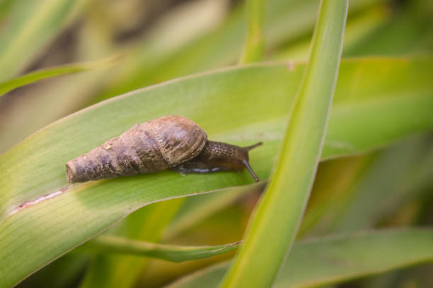 istock Snail on a plant. Close View 1130956506