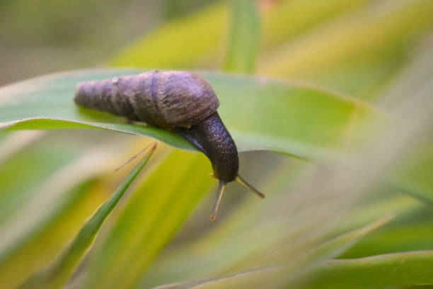 istock Snail on a plant. Close View 1130956548