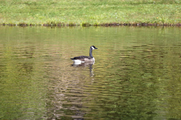 Canada geese in a public park, Nova Scotia, Canada