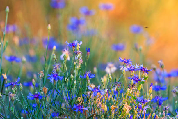 primavera flores azules al atardecer - leontodon fotografías e imágenes de stock