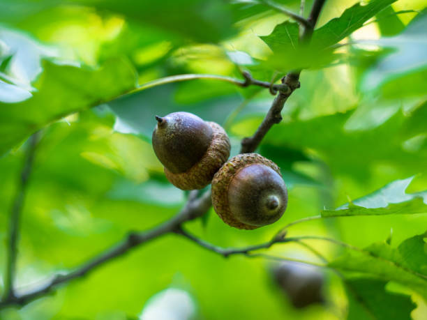 istock Acorns fruits. 1130958488