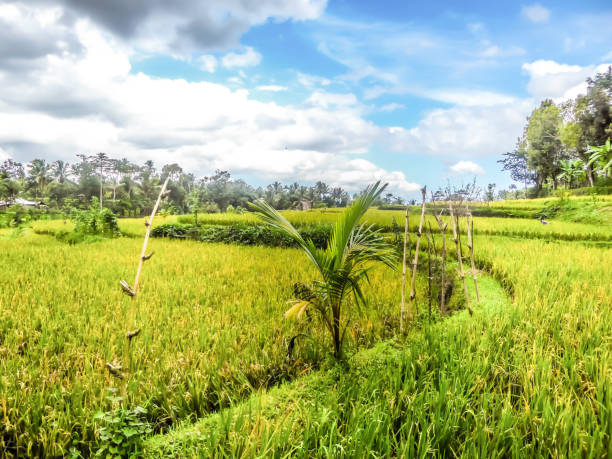 istock Indonesia - Rice field and clouds 1130959509