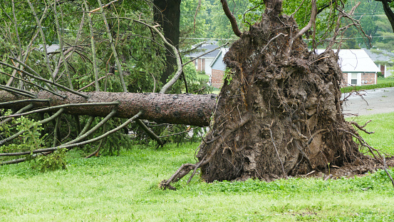 an uprooted tree after a storm