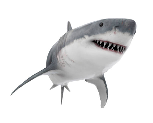 wielki żarłacz biały wyizolowany - sand tiger shark zdjęcia i obrazy z banku zdjęć
