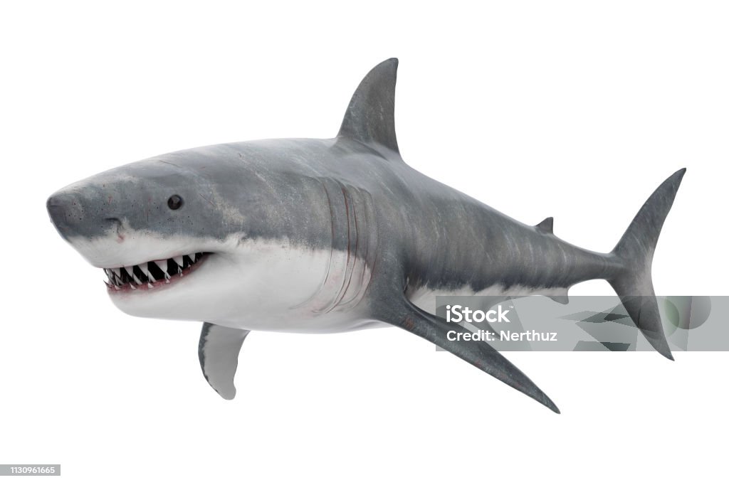 Gran tiburón blanco aislado - Foto de stock de Tiburón libre de derechos