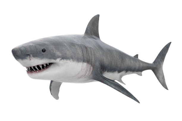 Great White Shark Isolated Great White Shark isolated on white background. 3D render great white shark stock pictures, royalty-free photos & images