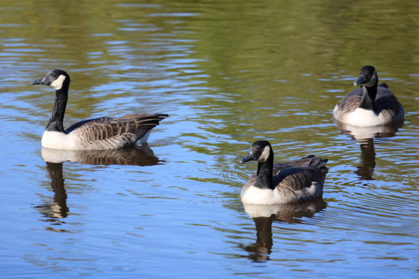 istock Canada geese in a public park, Nova Scotia, Canada 1130962332