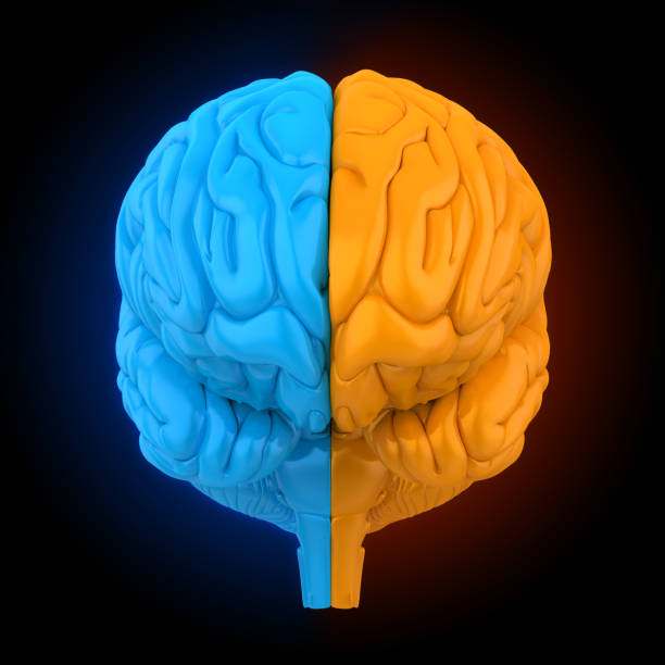istock Left and Right Human Brain Anatomy Illustration 1130962347
