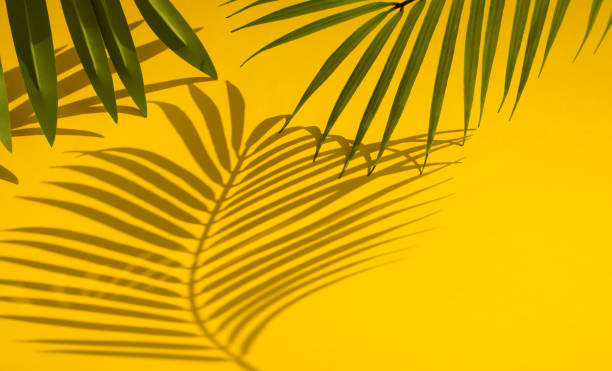 istock Selective focus of coconut and palm leaf with shadow on colorful  background.Tropical and summer,holiday concepts 1130962356