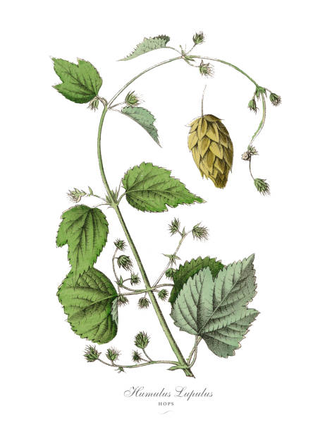 Humulus lupulus, Hops Plants, Victorian Botanical Illustration Very Rare, Beautifully Illustrated Antique Engraved Victorian Botanical Illustration of Humulus lupulus, Hops Plants, Published in 1886. Source: Original edition from my own archives. Copyright has expired on this artwork. Digitally restored. hops crop illustrations stock illustrations