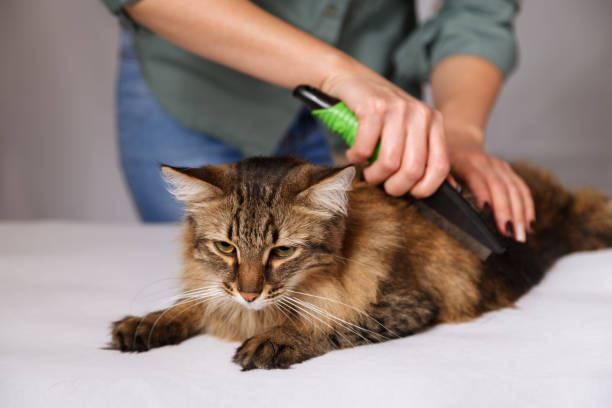 istock Tabby cat lying and enjoying being cleaned and combed. Combing the furry grey striped cat. The concept of pet care 1130963179